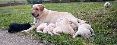Labrador cuccioli