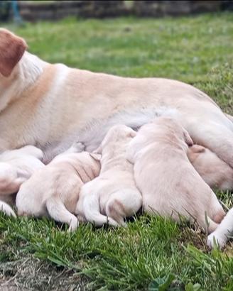 Labrador cuccioli