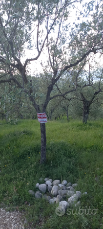 Terreno con oliveto e bosco