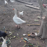 Gallina