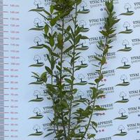 pianta siepe lauro nobilis