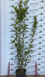 pianta siepe lauro nobilis