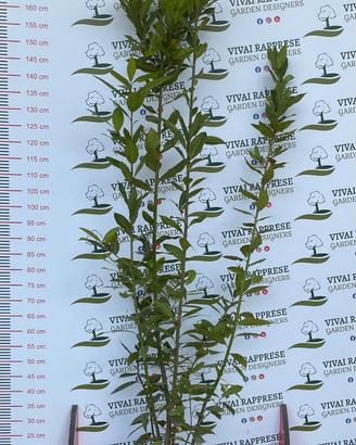 pianta siepe lauro nobilis