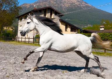 Cavallo Andaluso