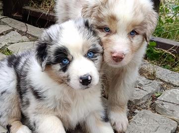 Australian Shepherd Pastore Australiano cuccioli
