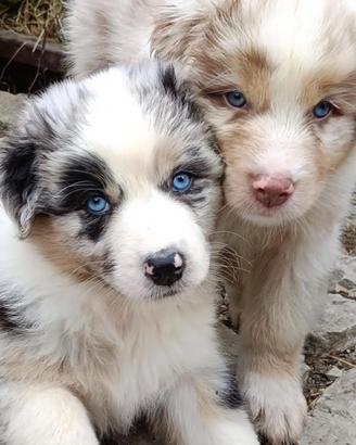 Australian Shepherd Pastore Australiano cuccioli