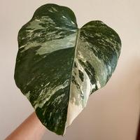 Talea monstera albo variegata