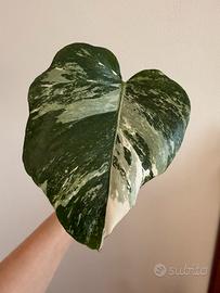 Talea monstera albo variegata