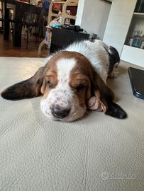 Cuccioli di' bassethound