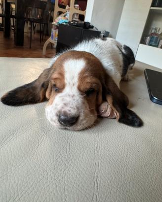 Cuccioli di' bassethound