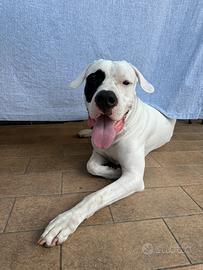 Dogo argentino