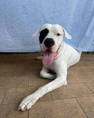 Dogo argentino