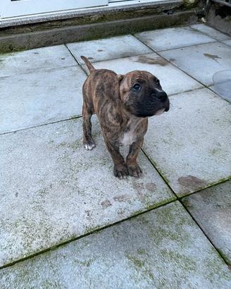 Cuccioli pitbull