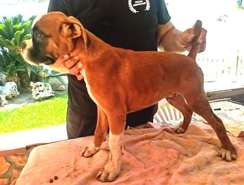 Cuccioli boxer