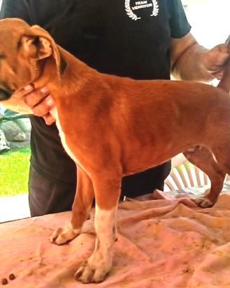 Cuccioli boxer