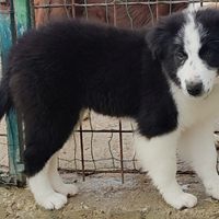 Cucciolo Border Collie