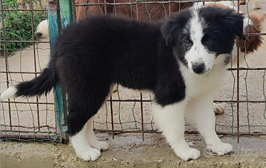 Cucciolo Border Collie