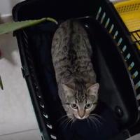 Ciccio gattino 7 mesi