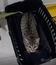 Ciccio gattino 7 mesi