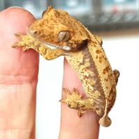 Baby geco Ciliatus Extreme Fullpin maschio, teca