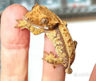 Baby geco Ciliatus Extreme Fullpin maschio, teca