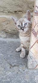 Ultima femmina Bengala Snow Lynx con pedigree ANFI