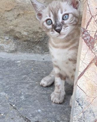 Ultima femmina Bengala Snow Lynx con pedigree ANFI