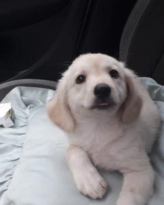 Cuccioli mix labrador