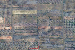 Uliveto 50 are 50 ulivi