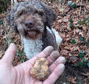 Lagotti da tartufo esperti