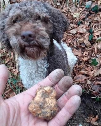Lagotti da tartufo esperti