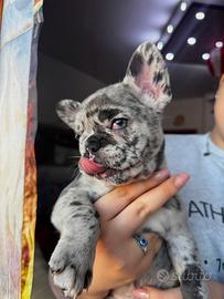 Bulldog francese merle