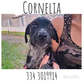 Cornelia taglia medio grande 