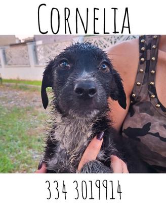Cornelia taglia medio grande 
