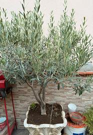 Piante di ulivo in vaso