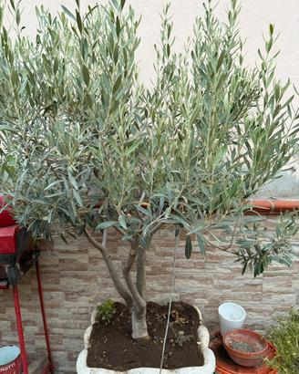 Piante di ulivo in vaso