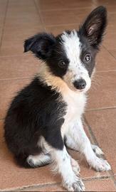 Borde collie cucciola femmina