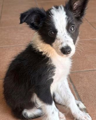Borde collie cucciola femmina