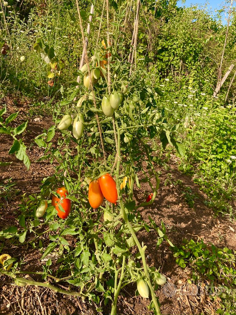Terreno agricolo di 1450 m² olevano romano (Pozzo) - Vista 2
