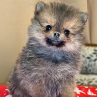 Cuccioli di Spitz nano Pomerania con pedigree