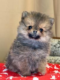 Cuccioli di Spitz nano Pomerania con pedigree
