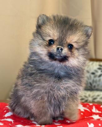 Cuccioli di Spitz nano Pomerania con pedigree
