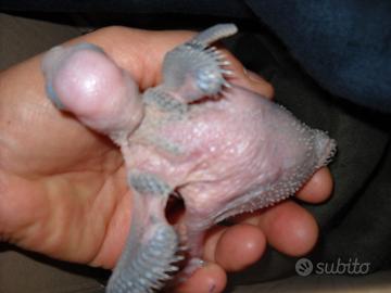 Pulli di parrocchetto dal collare