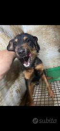 Jagd terrier maschio 13 mesi