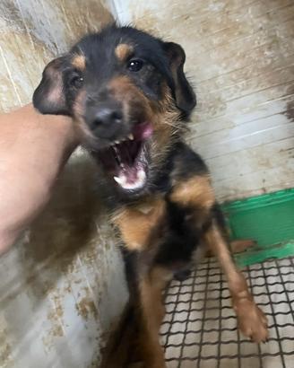 Jagd terrier maschio 13 mesi