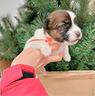 jack-russell-femmina-tricolore