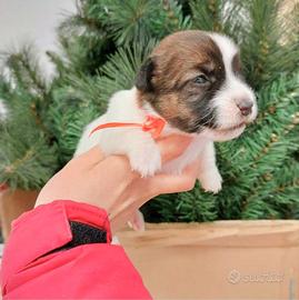 Jack russell Femmina Tricolore