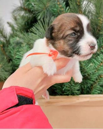 Jack russell Femmina Tricolore