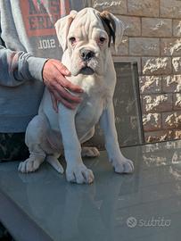 Cuccioli Boxer Bianco