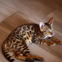 Gatto del bengala pedigree ANFI